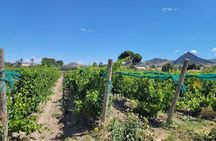  Beautiful Winery in the Alicante 