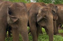 04 Hours Safari Jeep Tours 