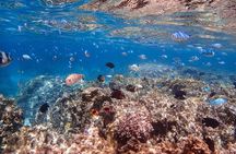 “Saona Island: Catamaran Adventure & Caribbean Paradise”