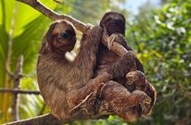 West Bay Beach Break / Monkey and Sloth Sanctuary 