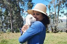 Authentic Quito: Old Town, Domes & National Museum