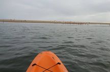 Seal Kayaking & Sandwich Harbour Tour 