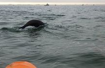 Seal Kayaking and Sandwich Harbour tour
