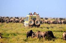 9 Days African Wild Safari and Beach Tour