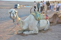 From Marrakech: Agafay desert sunset Full Package & live show