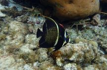 3 Stop Snorkel Hopping & Beach in Roatan