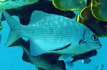 3 Stop Snorkel Hopping & Beach in Roatan