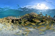 3 Stop Snorkel Hopping & Beach in Roatan
