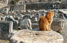 Private Half Day Ephesus Shore Excursion from Kusadasi