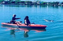 Dolphin, Manatee and Sea Turtle Kayak Adventure 