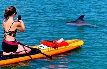 Dolphin, Manatee and Sea Turtle Kayak Adventure 