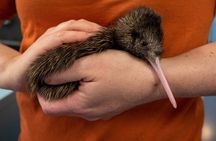 National Kiwi Hatchery - Kiwi Encounter Guided Tour