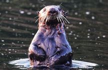 Premier Whale Watching and Wildlife Tour