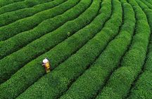 One-Day Hangzhou Dragon Well Tea Culture & West Lake Private Tour