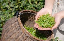 One-Day Hangzhou Dragon Well Tea Culture & West Lake Private Tour