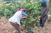 Tea and coffee tours