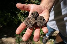 Truffle Hunting Experience in Assisi