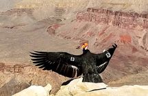 Grand Canyon South Rim Sunset Tour with Dinner included