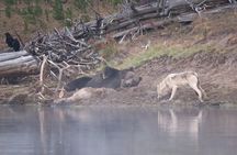 Yellowstone National Park Private Wildlife Tour