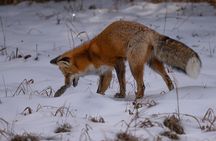 Yellowstone National Park Private Wildlife Tour