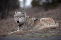 Yellowstone National Park Private Wildlife Tour