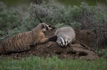 Yellowstone National Park Private Wildlife Tour
