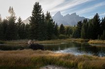 Best of Yellowstone National Park **Private** Tour