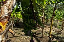 Puerto Plata Sightseeing and Countryside | Amber Cove & Taino Bay