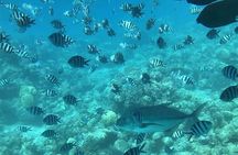 Roatan Zip Line, Wildlife, & Glass Bottom Boat Tour Combo