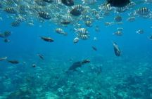 Roatan Zip Line, Wildlife, & Glass Bottom Boat Tour Combo