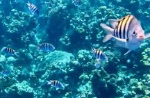 Roatan Glass Bottom Boat Tour, Wildlife Chocolate & Rum Tasting