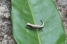 Visit to the Lokobe nature reserve and Ambatozavavy village