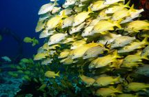 Two Dives and Class for Begginers Divers in Cancun