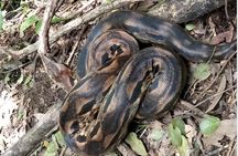 Visit to the Lokobe nature reserve and Ambatozavavy village