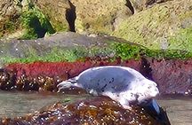 2-Hour Boat Trip in Faroe Island