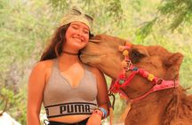 The Ultimate Camel Safari Experience in Los Cabos