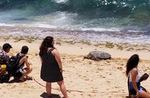Private Dole,Garlic Shrimp,Haleiwa,North Shore Customizable tour 