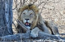 2 Day Kruger Safari from Johannesburg – Budget Fly in
