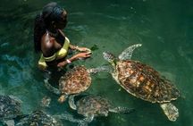 Discover Mnemba, Baraka, Jozani, Kuza, and The Rock in Zanzibar