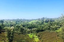 Full Day Shared Purple Tea Farm Experience