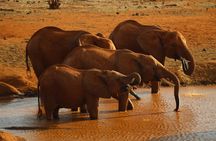 6 Days, Budget Group Safari to Masai Mara, Lake Nakuru & Amboseli
