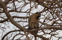 5 Days safari to Tsavo East, Tsavo West and Saltlick from Mombasa