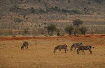 5 Days safari to Tsavo East, Tsavo West and Saltlick from Mombasa