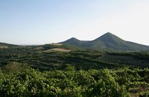 Winery Tour and Tasting on Padua Hills