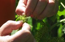 Winery Tour and Tasting on Padua Hills
