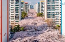 Busan Cruise Port – Premium Small Group Tour (Max 6 Guests)