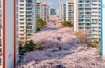 Private Busan Tour - Explore Landmarks with a Licensed Guide