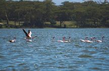 2-Days Private Safari in Naivasha