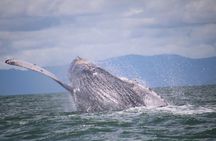 Whale Watching Tour 