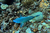 Diving Experience in Cartagena with all Incluided